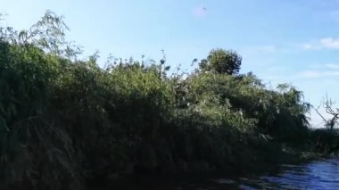 Çeşitli kuş türü bir sığınak Adası