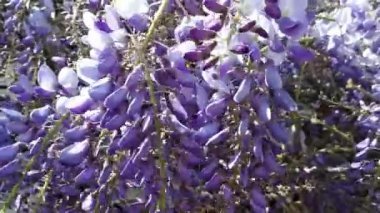 Bir bahçe içinde güzel mor wisteria