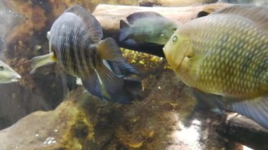 Nehir balık içinde bir nehir akvaryum