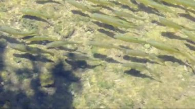 Nehir balık içinde bir nehir akvaryum