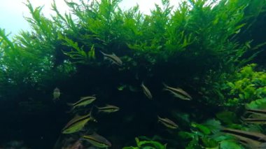 Lizbon oceanarium deniz yaşamı