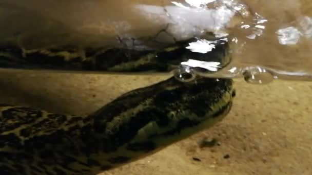 Anaconda Amarela Enorme Aquário — Vídeo de Stock