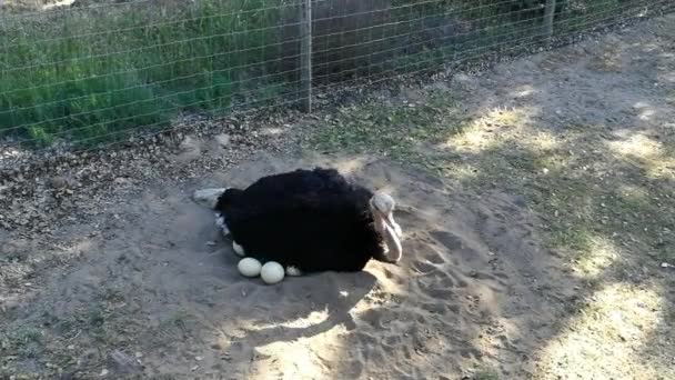 Male Ostrich Joining Eggs Nest — Stock Video