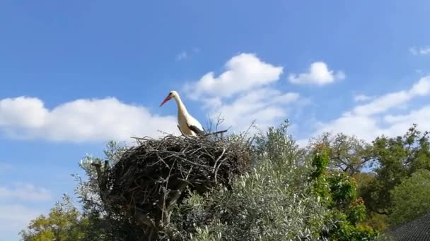 Ooievaar Top Van Haar Nest — Stockvideo