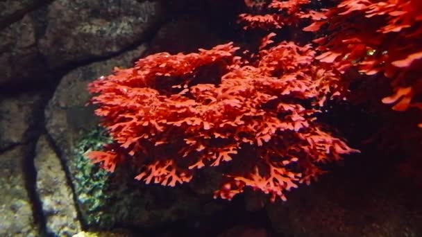 Деталь Червоний Коралів Жіля — стокове відео