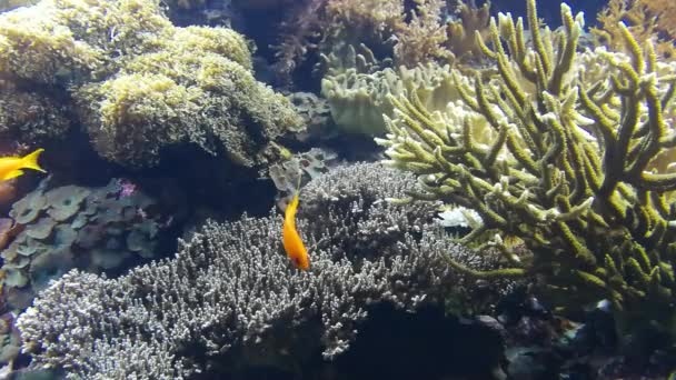 Vie Marine Dans Océanarium Lisbonne Portugal — Video