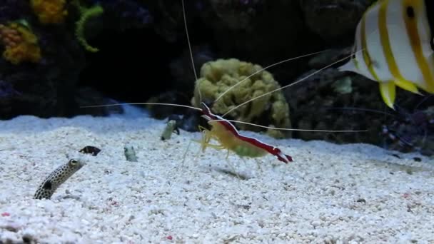Les Crustacés Sont Des Animaux Invertébrés Appartiennent Classe Des Arthropodes — Video