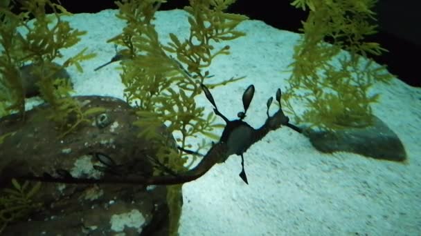 リスボン ポルトガルの海洋水族館で海竜 — ストック動画