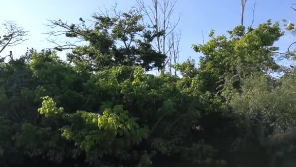 Île Qui Est Sanctuaire Plusieurs Espèces Oiseaux — Video