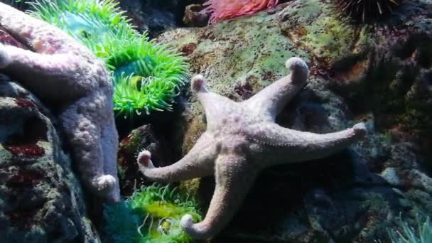 Étoile Mer Dans Océanarium Lisbonne Portugal — Video