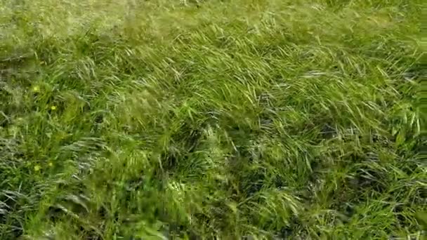 野花散落在田野上 — 图库视频影像