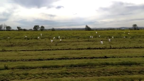 Heron Fältet Letar Efter Mat — Stockvideo