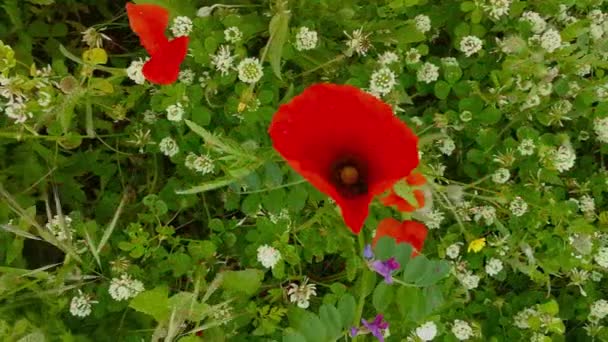 Red Spots Fields Covered Poppies — Stock Video