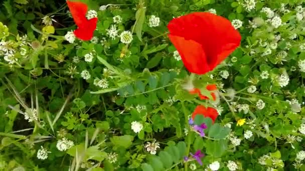 Red Spots Fields Covered Poppies — Stock Video