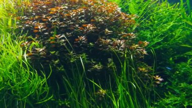 Lizbon oceanarium deniz yaşamı