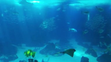 Lizbon oceanarium deniz yaşamı