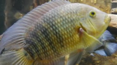Lizbon oceanarium deniz yaşamı