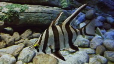 Lizbon oceanarium deniz yaşamı