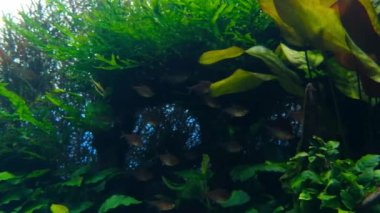 Lizbon oceanarium deniz yaşamı