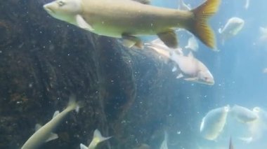 Lizbon oceanarium deniz yaşamı