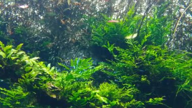 Lizbon oceanarium deniz yaşamı