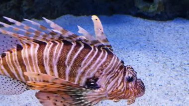 Lizbon oceanarium deniz yaşamı