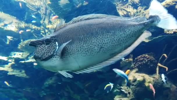 Vie Marine Dans Océanarium Lisbonne Portugal — Video