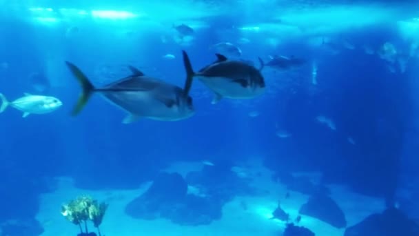 Vie Marine Dans Océanarium Lisbonne Portugal — Video