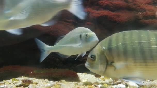 Vie Marine Dans Océanarium Lisbonne Portugal — Video