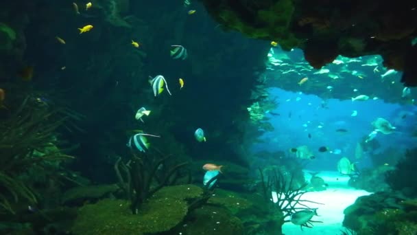 Vie Marine Dans Océanarium Lisbonne Portugal — Video