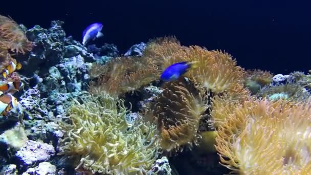 Vie Marine Dans Océanarium Lisbonne Portugal — Video