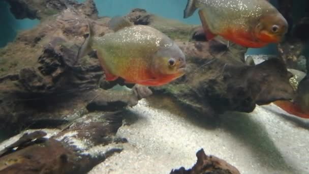 Vie Marine Dans Océanarium Lisbonne Portugal — Video