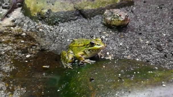 Frogs Belong Order Anuras Constituted Great Diversity Species — Stock Video