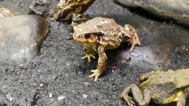 Frogs Belong Order Anuras Constituted Great Diversity Species — Stock Video