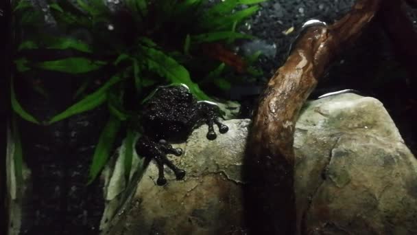 Kurbağaların Açısından Türlerin Büyük Bir Çeşitlilik Tarafından Oluşturulan Anuras Ait — Stok video