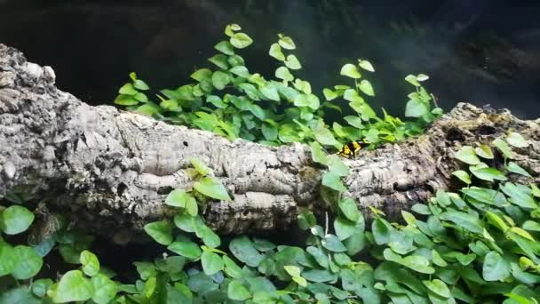 Poison Toad Yellow Striped Toad — Stock Video