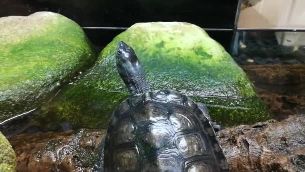 自然公园里的小海龟 — 图库视频影像
