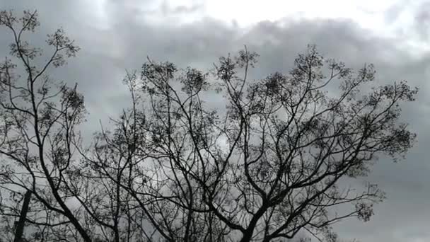 Strom Dřevitě Kmen Jehož Větve Vycházejí Jen Určité Výšce Země — Stock video