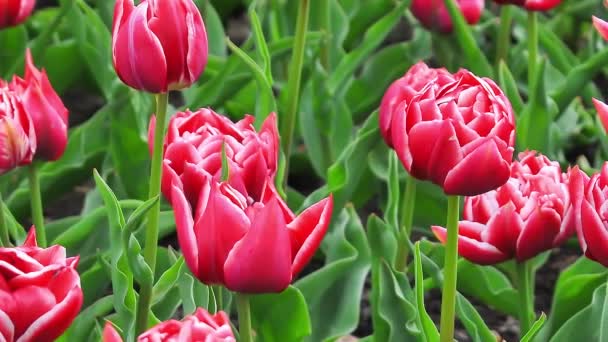 Tulipany Piękne Kwiaty — Wideo stockowe