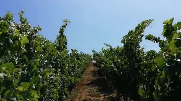 Vineyards Wine Production Portugal — Stok Video