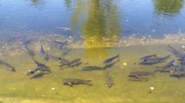 Küçük bir göl fishs