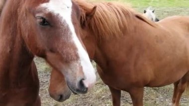 otlatma mera üzerinde atlar