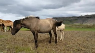 otlatma mera üzerinde atlar