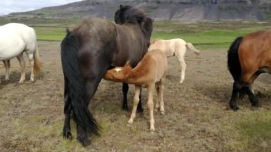 otlatma mera üzerinde atlar