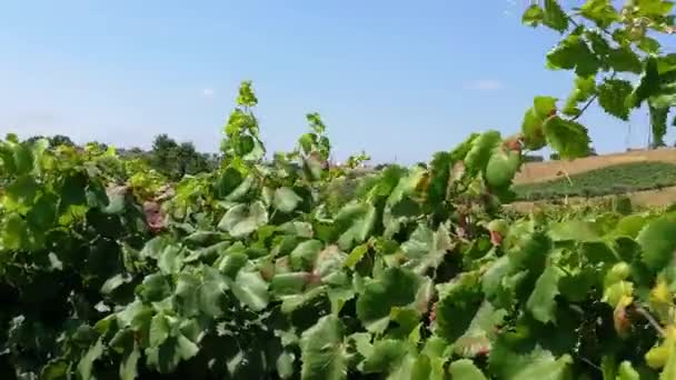 Vineyards Wine Production Portugal — Stok Video