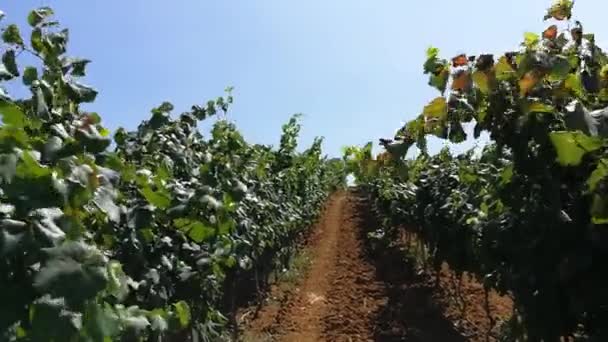 Vinhas Para Produção Vinho Portugal — Vídeo de Stock