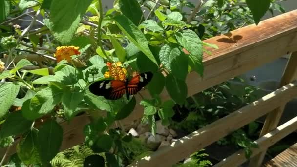 Krásu Barev Vzor Motýl — Stock video