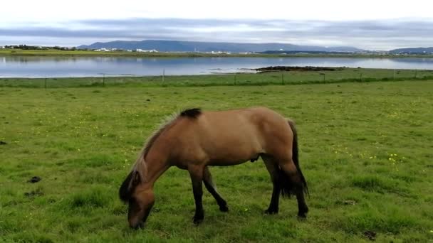 Caballos Pastando Pastos — Vídeo de stock