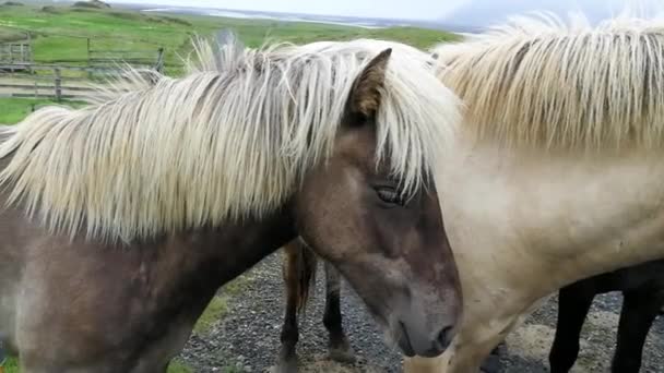 Pferde Weiden Auf Der Weide — Stockvideo