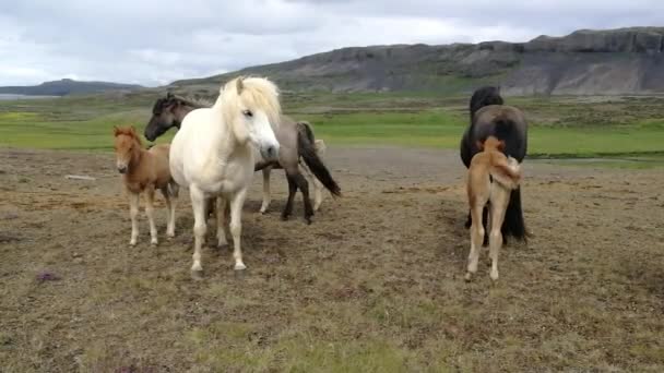 Horses Grazing Pasture — Stock Video